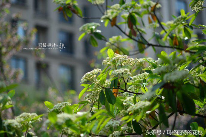 石楠花味道为什么是生命的味道,石楠花有什么味道和颜色