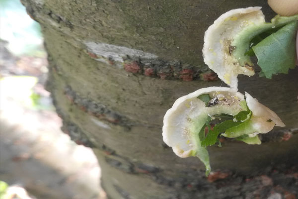 樱桃上的粉色小虫是什么虫,樱桃叶子上长虫