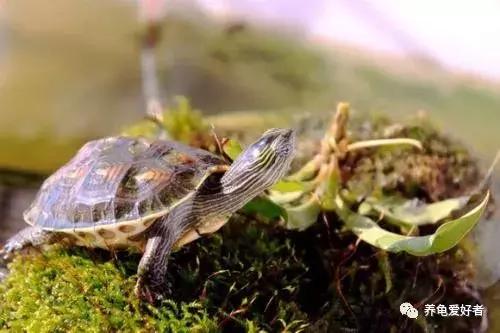当下养什么龟好,这几年适合养什么龟