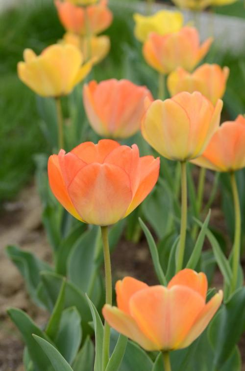 爱意满满郁金香,郁金香表达爱意文案