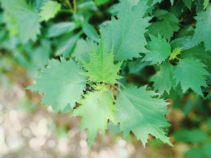 九溪虽小你却没用心体验过，别有一方风味