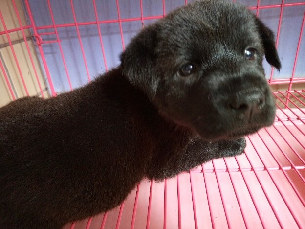 刚出生的小狗多长时间打疫苗驱虫,打完疫苗多久可以驱虫小狗