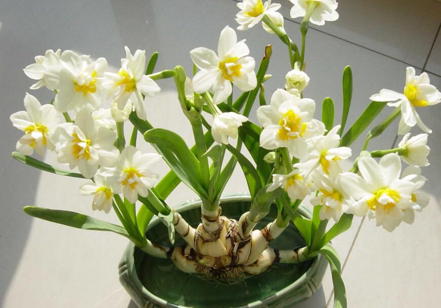 水仙花叶子黄了用什么办法挽救,水仙花有黄叶怎么补救