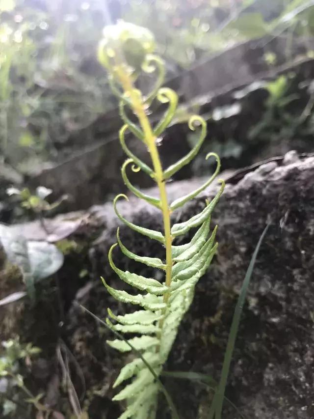 飞两千多公里,得到一座奇幻山林,一个温暖的家,一群有趣的人