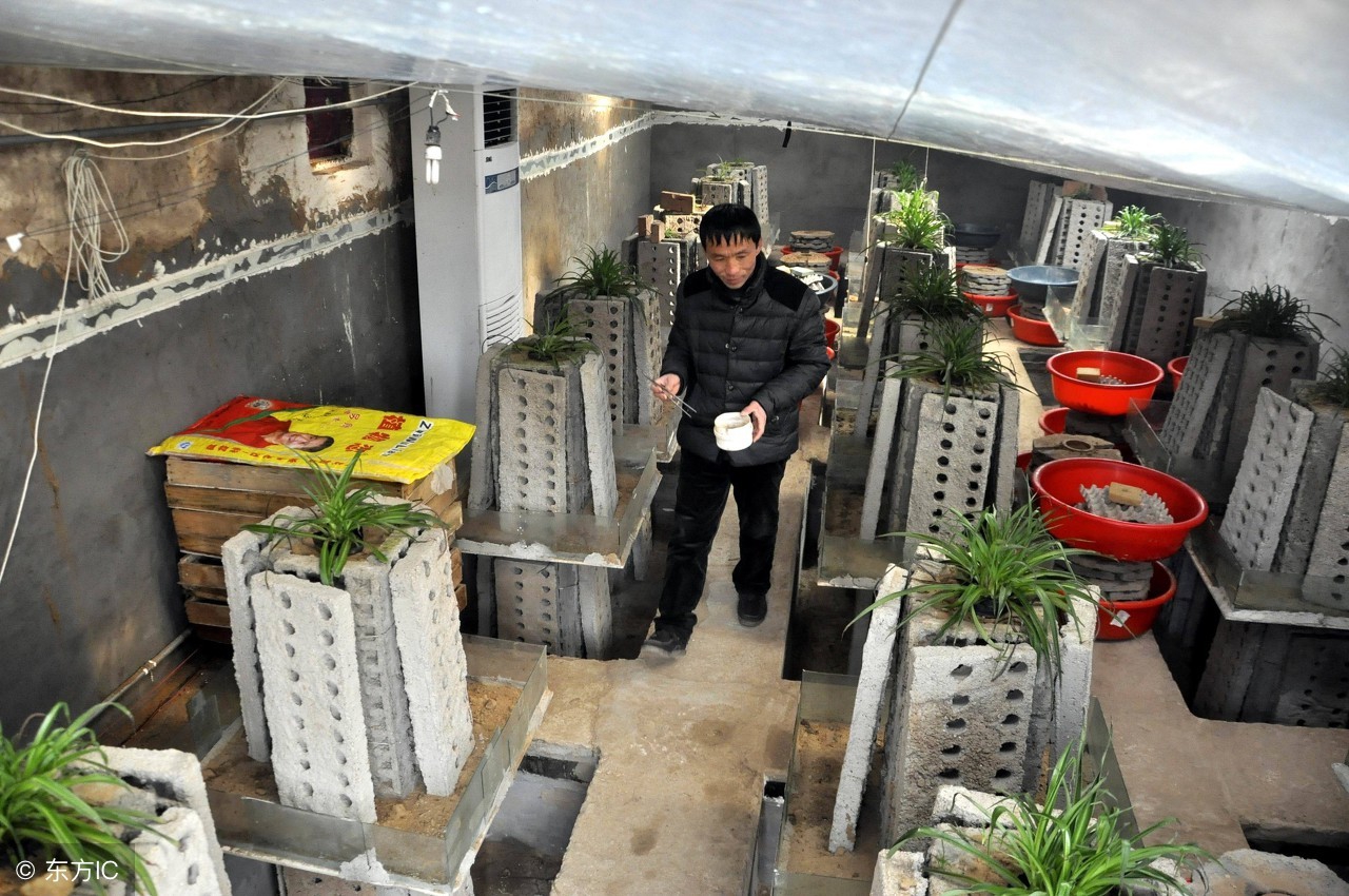 农村养殖鸡怎么销售,鸡贩子收购土鸡怎么销售