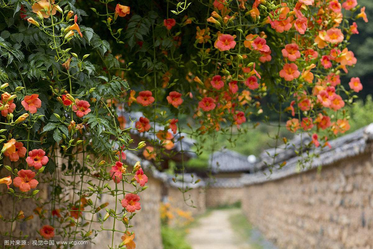 藤类的花卉都有什么,所有的藤类功效