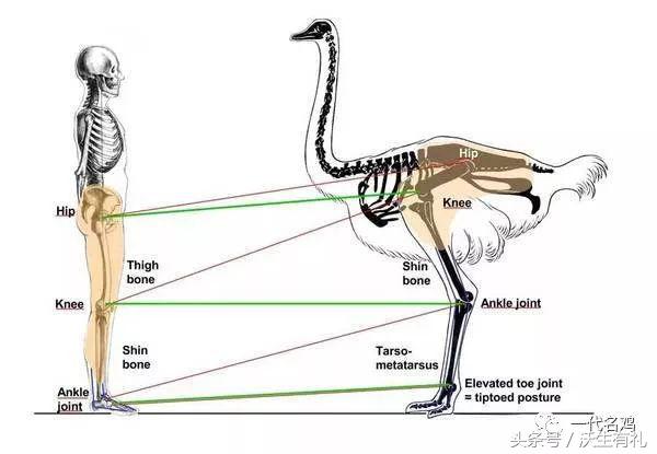 公鸡母鸡不带小鸡,公鸡没有鸡子吗