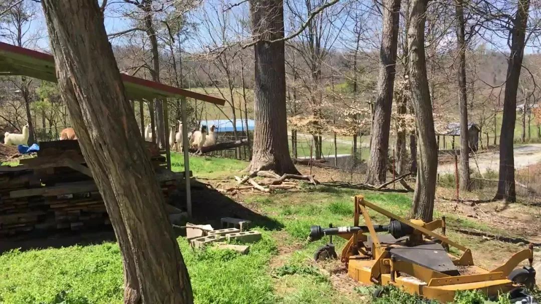 狗狗误闯300米,狗狗误闯鹿群