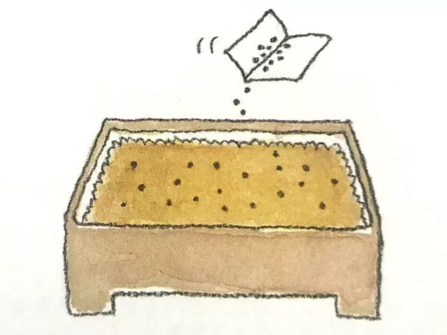 阳台种菜高产栽培技术,8款常见蔬菜阳台种植教程