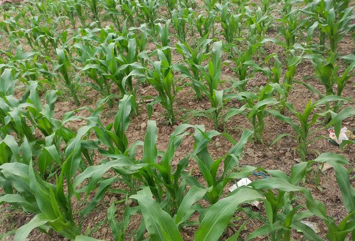 玉米播种出苗后，苗情有大有小有高有低，该怎么避免？