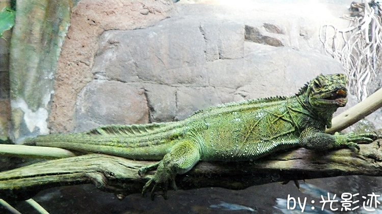 澳洲旅游必去动物园,澳洲动物园游记