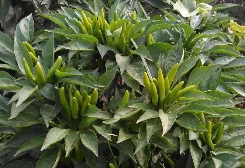 12种最值钱的椒,世界上十种最好的辣椒