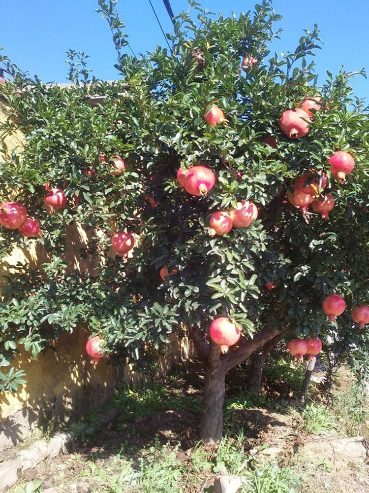 石榴树的种植技术要点,石榴树的种植技巧视频播放