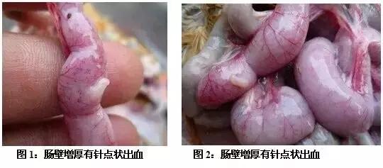 蛋鸡拉浅绿色粪便是什么原因,蛋鸡粪便条状怎么回事