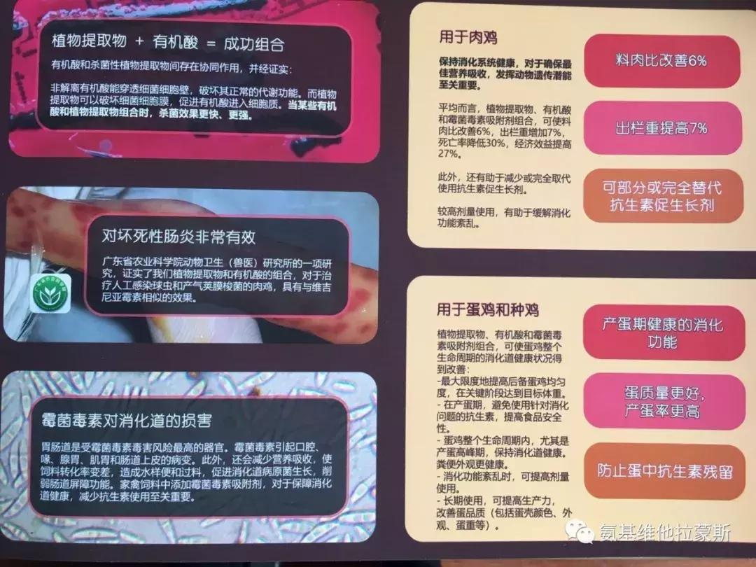 蛋鸡拉浅绿色粪便是什么原因,蛋鸡粪便条状怎么回事