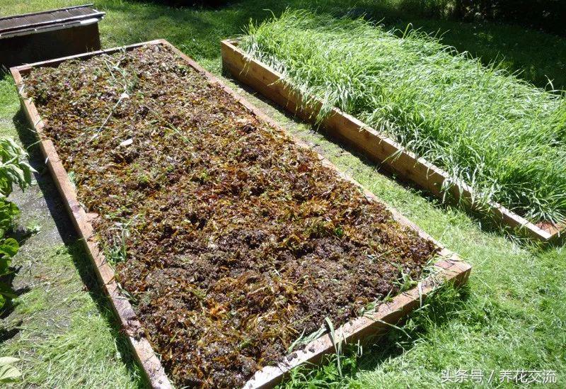 怎么给海藻植物做肥料,海藻肥养植物