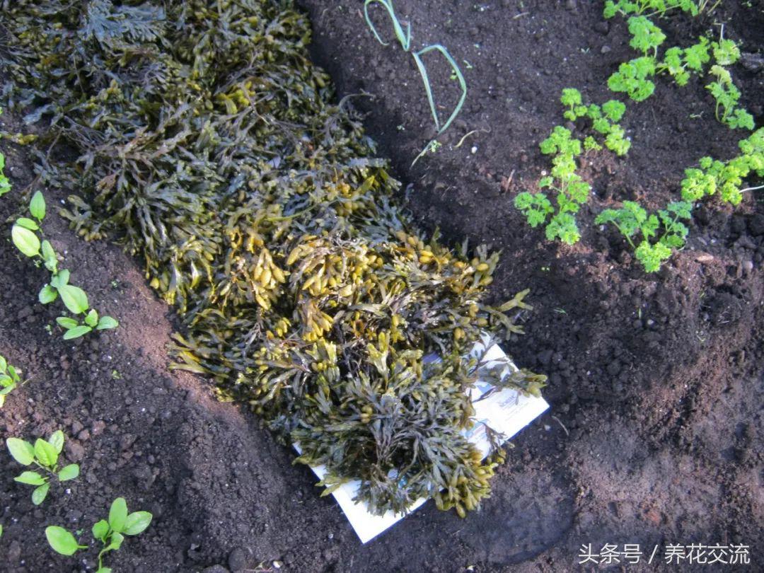 怎么给海藻植物做肥料,海藻肥养植物