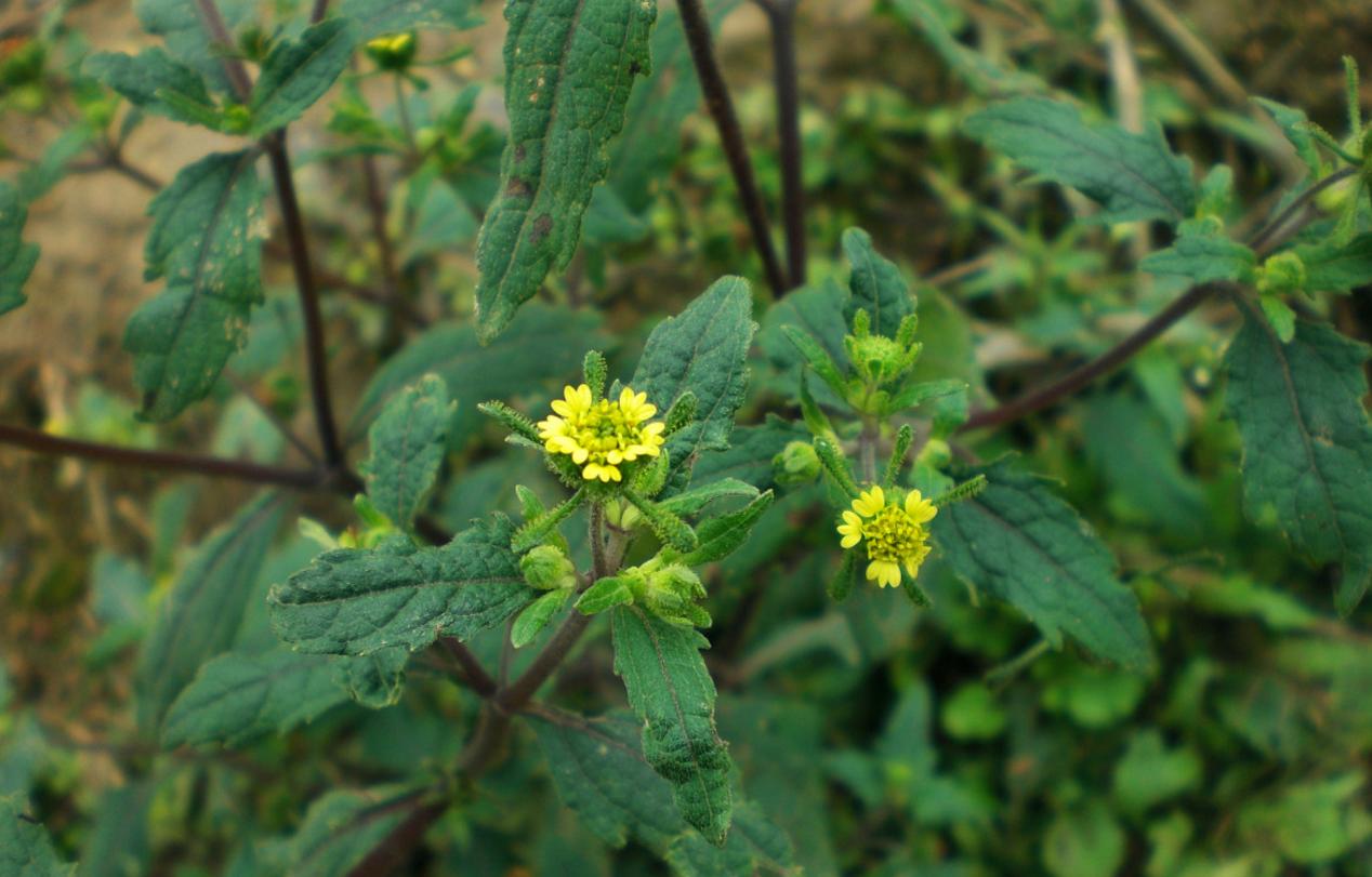 猪毛草能治类风湿吗,猪风湿的克星草