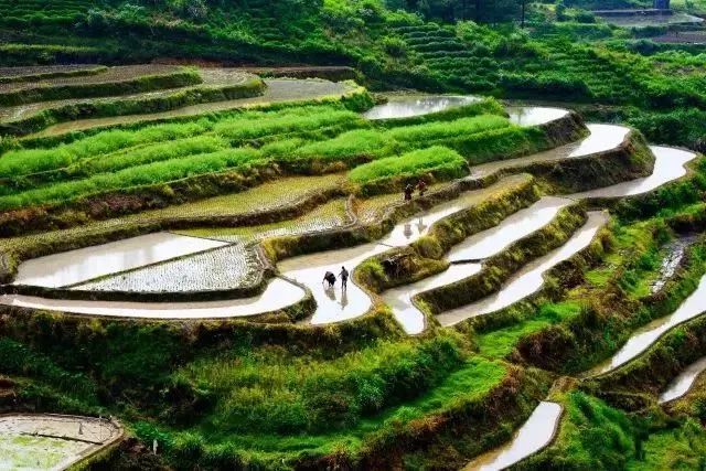 六月初夏这些梯田太美了,春耕时节田园如画图片