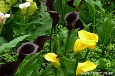 马蹄莲分株栽种方法,马蹄莲如何播种