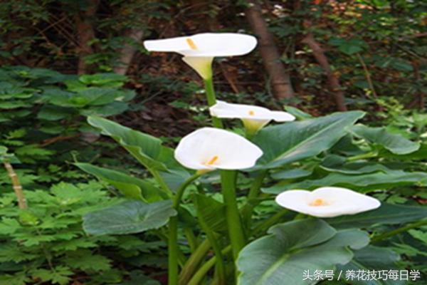 马蹄莲分株栽种方法,马蹄莲如何播种