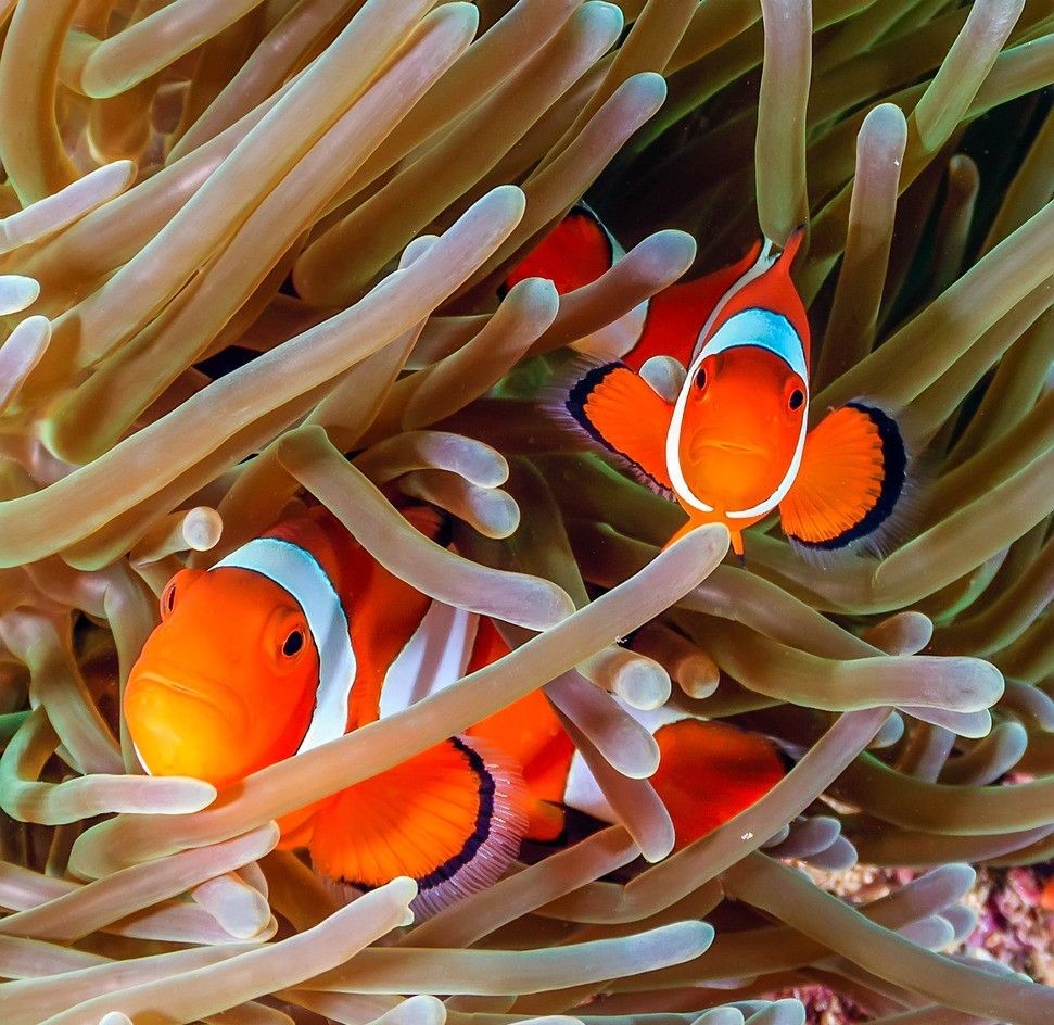 小丑鱼饲养方法,小丑炮弹鱼饲养