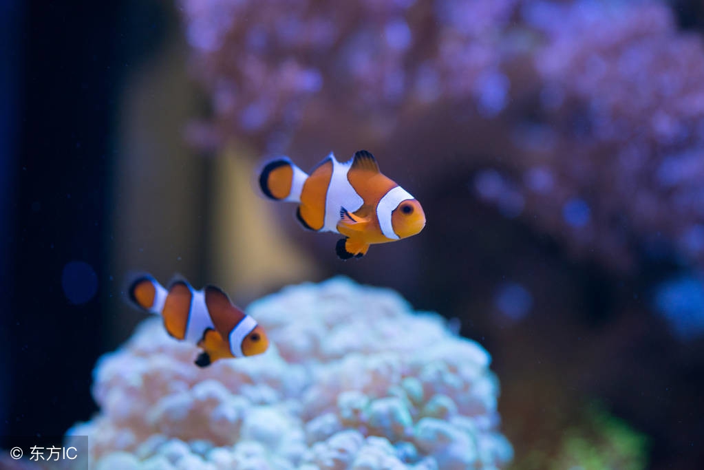 海水小丑鱼的饲养,小丑鱼的饲养