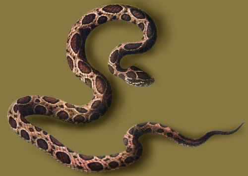 二条蛇进家预示什么,红蛇进家中预示什么