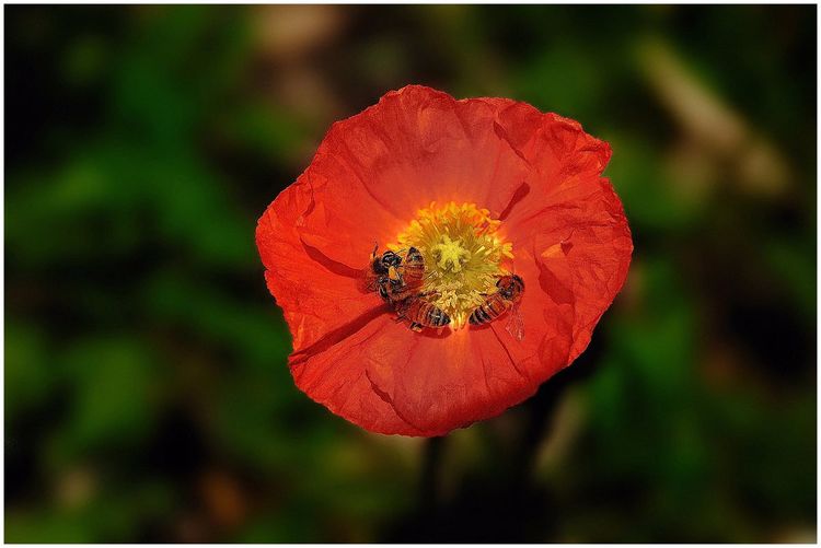 代表独特的花语的花是什么,什么花的花语是惊艳人心的呢