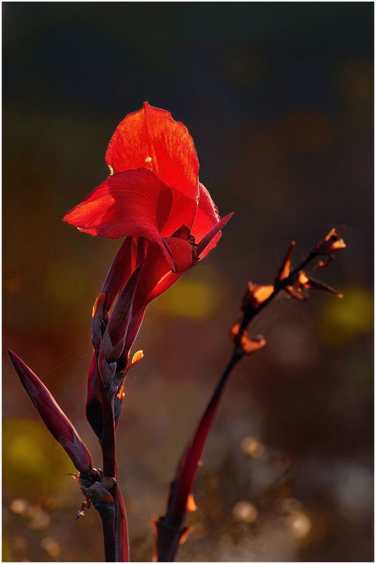 代表独特的花语的花是什么,什么花的花语是惊艳人心的呢
