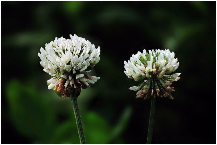 代表独特的花语的花是什么,什么花的花语是惊艳人心的呢