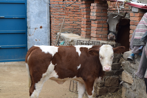 牛犊子是什么意思网络语,牛犊子的意思