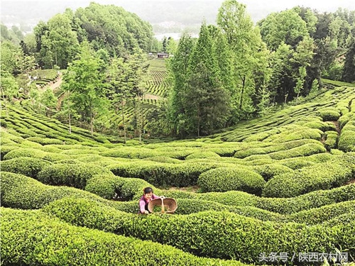 西乡县农田建设,农村打造美丽田园