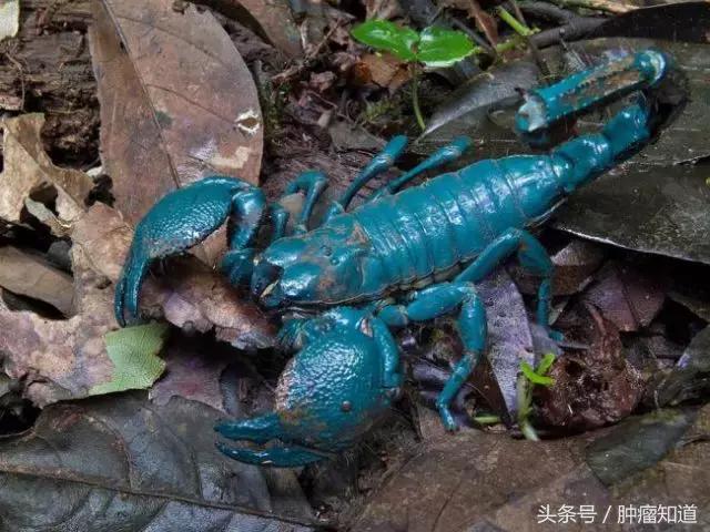 古巴蓝蝎肽有效果吗,古巴十大抗癌药排名