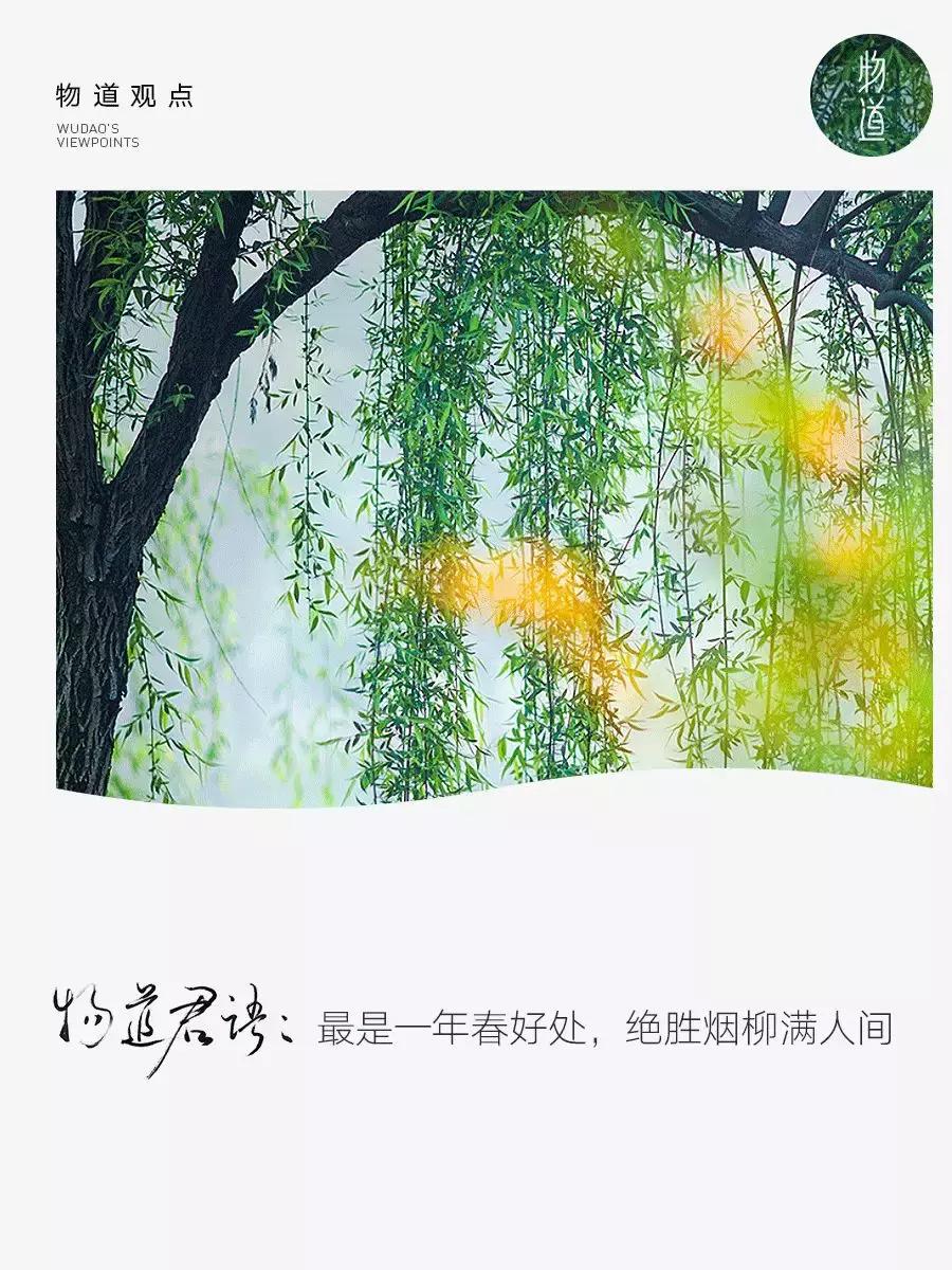 春柳，最平易近人的春色