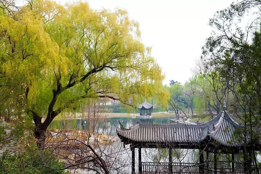 春柳，最平易近人的春色