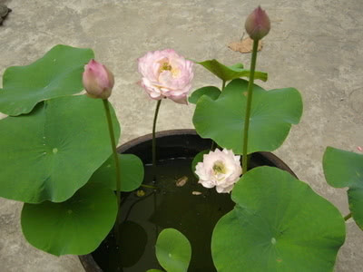 碗莲可以和绿萝一起养吗,养碗莲如何才能开出好看的花