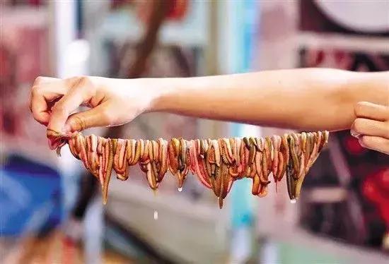 细长的白色水虫,东北小水虫