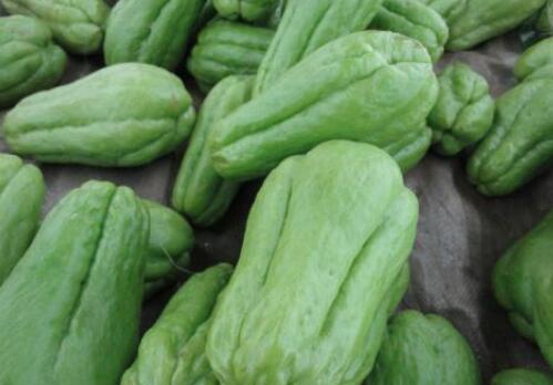 洋丝瓜种植时间及技术要点是什么,洋丝瓜怎么种植才更容易存活