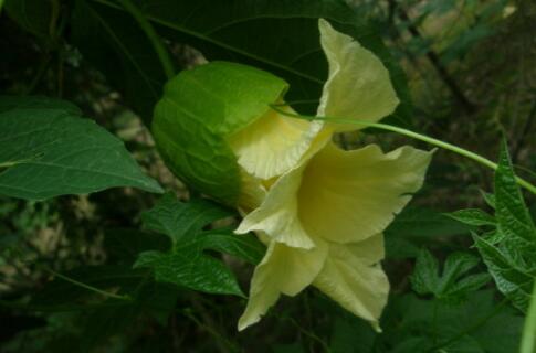 中药木鳖子多少钱一斤?有哪些功效与作用?有毒吗?