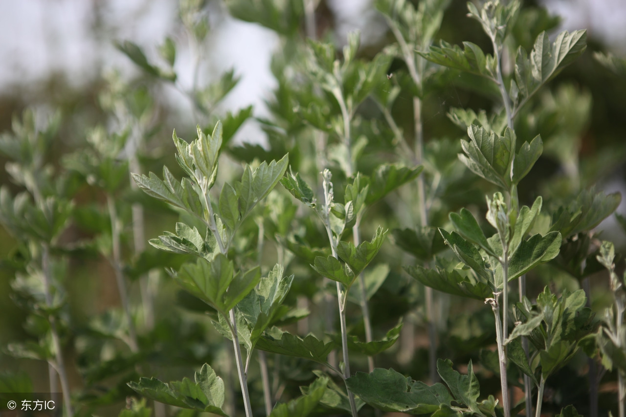 艾草百草之王,艾草为什么称为仙草