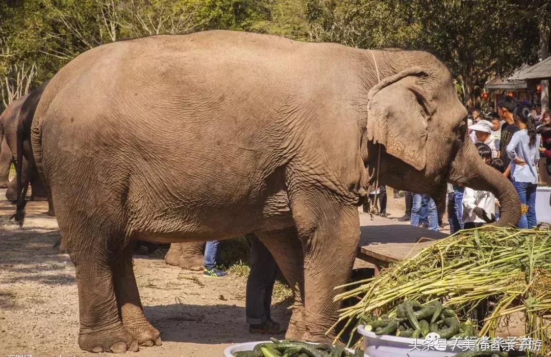 到版纳一定要体验一场泼水狂欢,云南景洪泼水节之旅