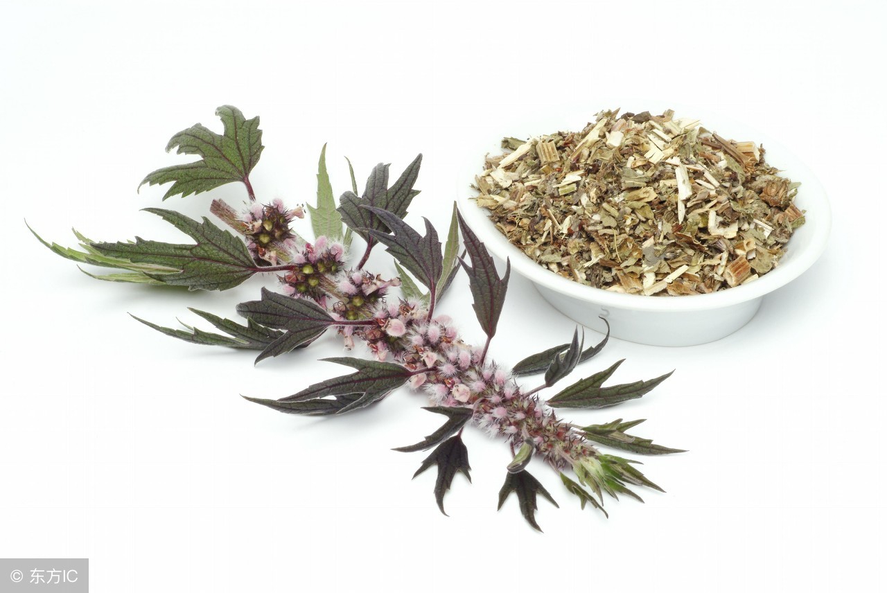 中医中药宝典,益母草15味地道药材