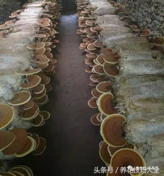 这十种花才是最养生的,家中必种的十种花