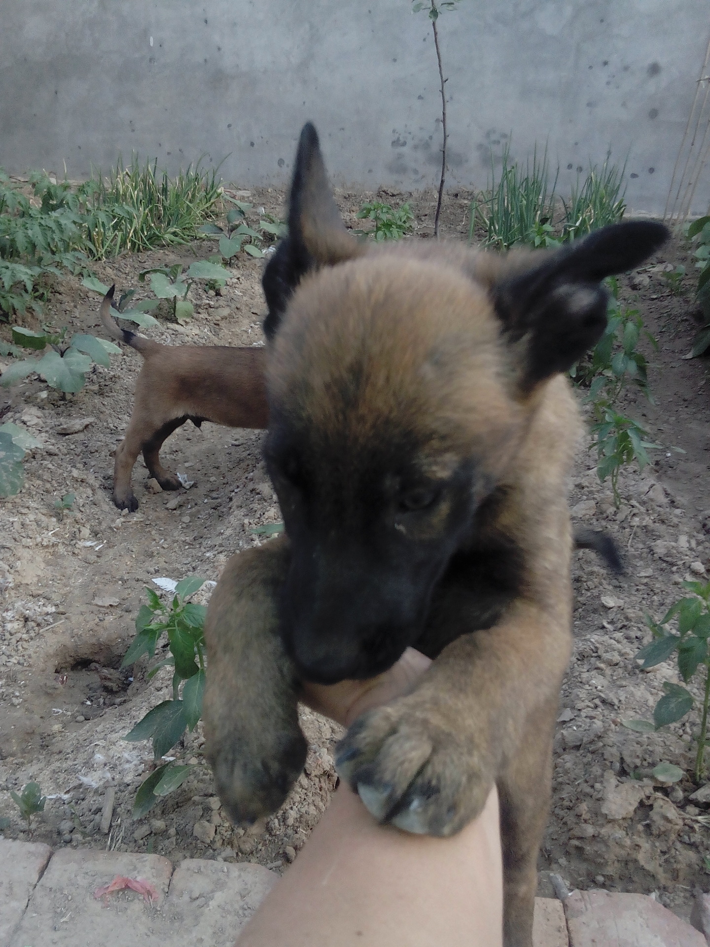 狗狗需要吃盐和糖吗,狗狗需要吃维生素吗