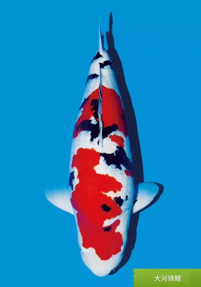 锦鲤白点病最好治疗方法,锦鲤小白点病怎么治疗