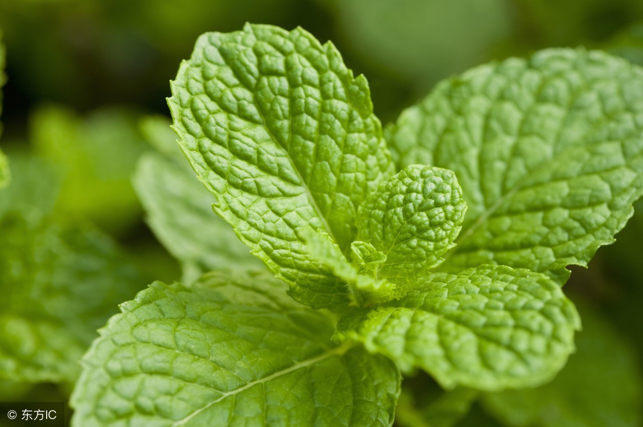 烟叶为什么很呛,烟叶为何会产生焦油和尼古丁