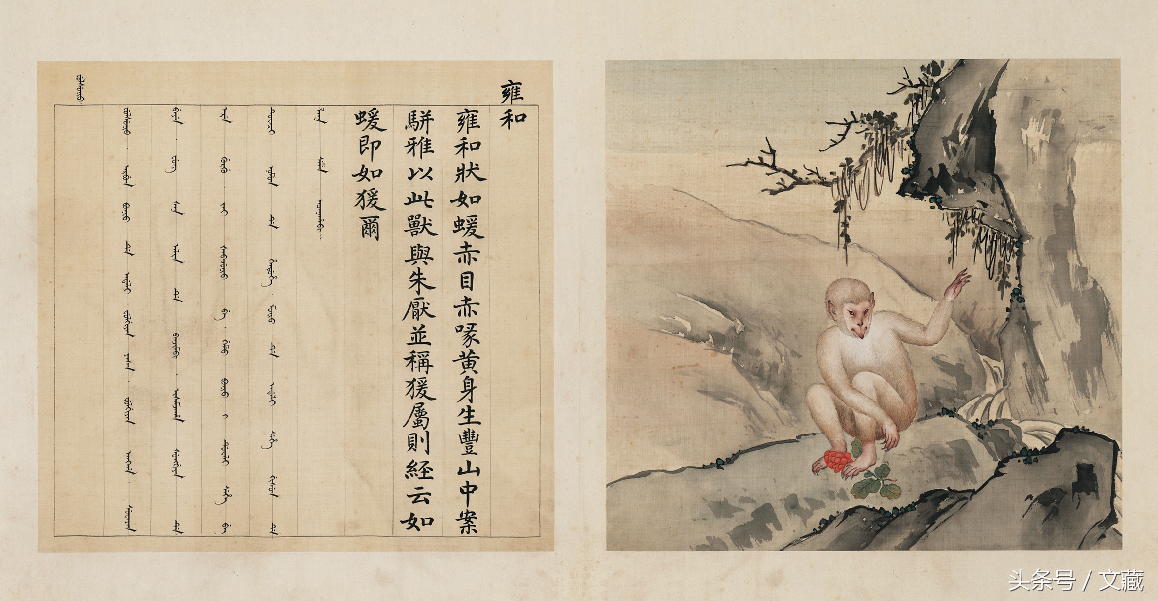 有用而鄙贱，无用而高贵——猴与猿的迥异待遇