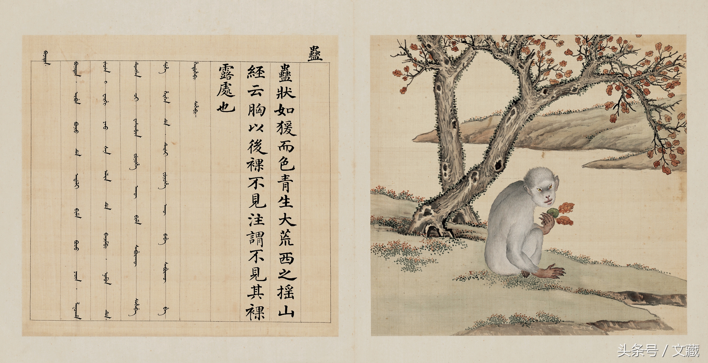 有用而鄙贱，无用而高贵——猴与猿的迥异待遇