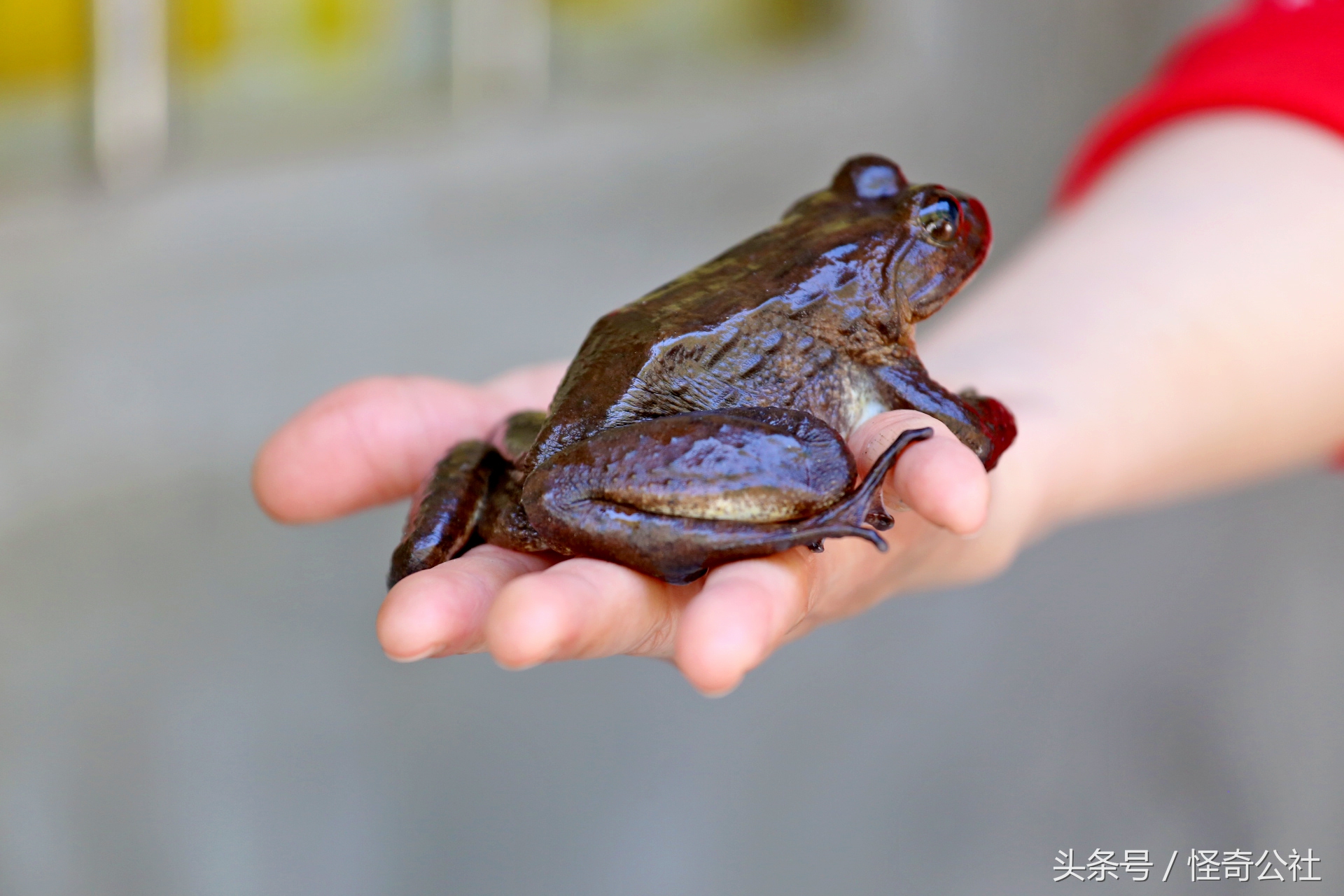 宜昌雾渡河石蛙养殖,石蛙养殖技术附近石蛙养殖基地